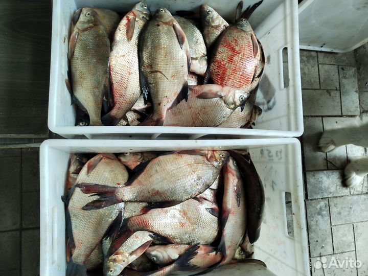 Свежая рыба речная