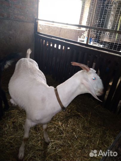 Коза.козлята