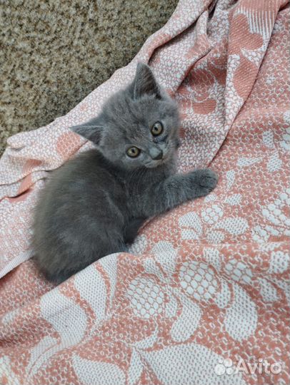 Кошки в добрые руки бесплатно