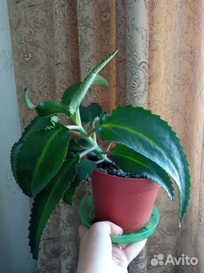 Каланхоэ лечебное дегремона комнатный цветок