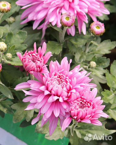 Многолетники