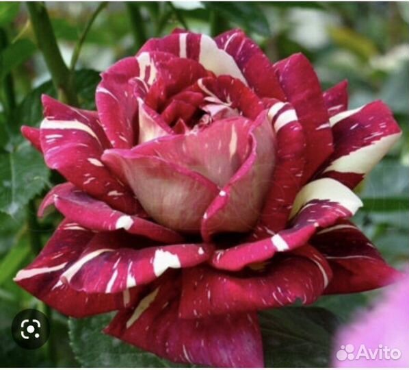 Продажа саженцев