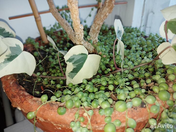 Крестовник роули