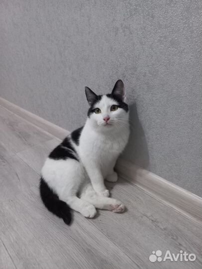 Молоденький котик