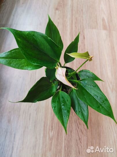 Антуриум Лилли