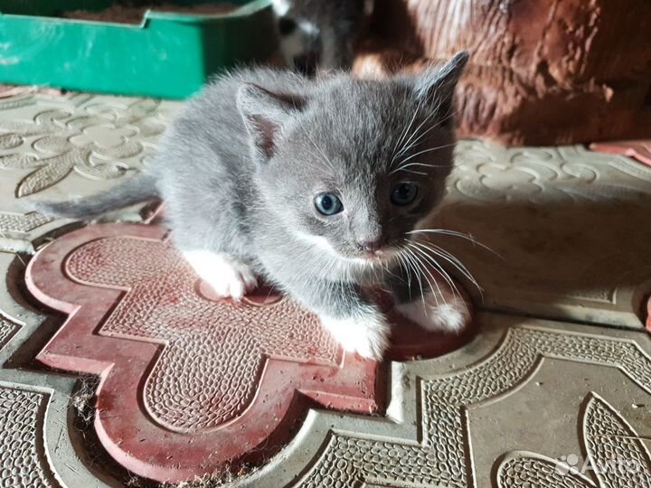 Котята в добрые руки бесплатно