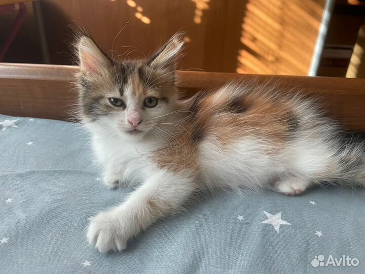 Трехцветная кошечка