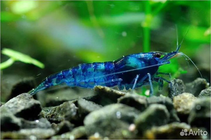 Аквариумные креветки