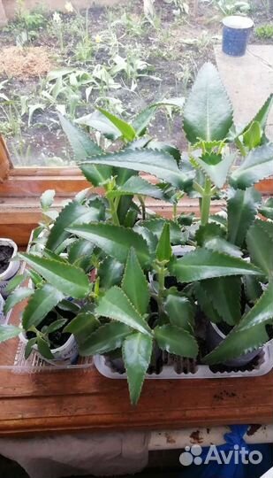 Каланхоэ лечебный, комнатный