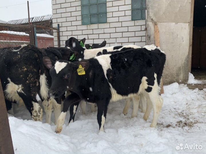 Бычки телята