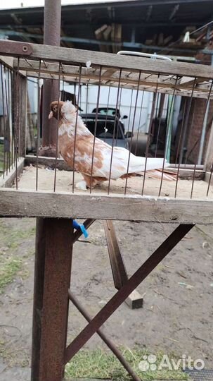 Голуби краснодарские