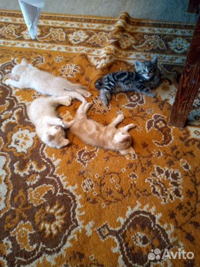 Котята