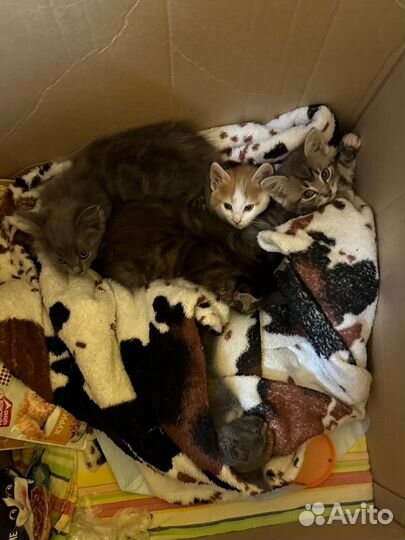 Котенок рыжий пятнистый 1,5 месяца в добрые руки