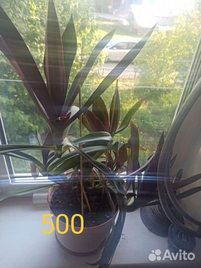 Комнатные растения цветы