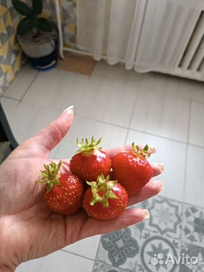 Саженцы клубники