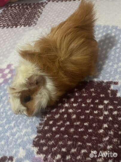 Морская свинка