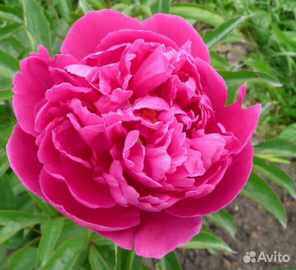 Корни пионов