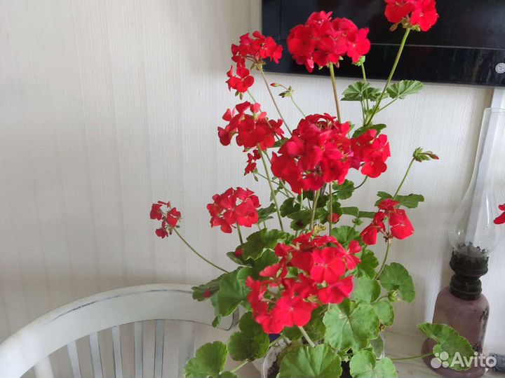 Пеларгония герань