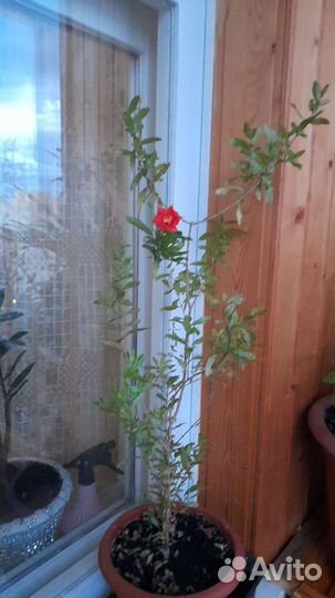 Гранатовое дерево