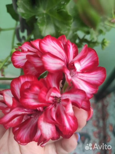 Пеларгония