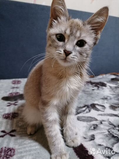 Кошечка ищет дом