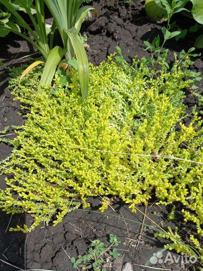 Почвопокровные растения