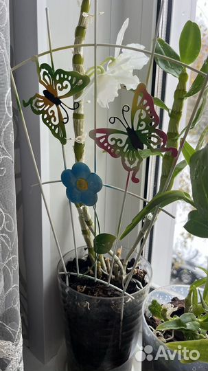 Орхидея,Дендробиум