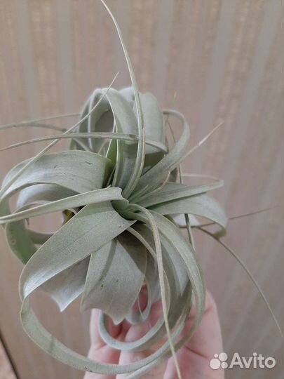 Тилландсия Ксерографика мини