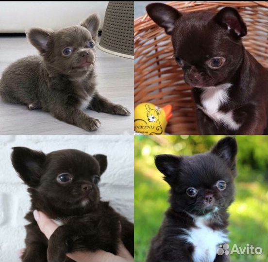 Вязка. Чихуахуа Три шоколадных, титулованных кобел