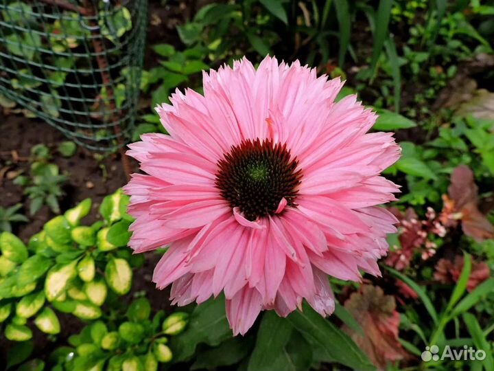 Махровая эхинацея, семена