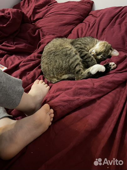 Ласковый молодой кот в добрые руки, бесплатно