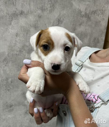 Девочка джек рассел