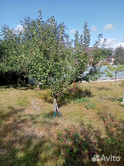 Обрезка плодовых деревьев