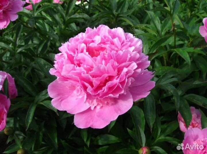 Пион розовый, бордовый, ярко розовый, белый