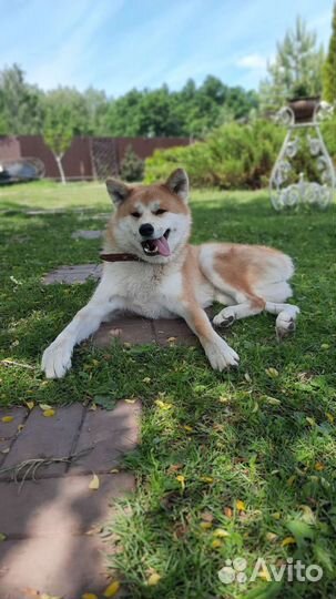 Передержка собак и кошек. Дрессировка