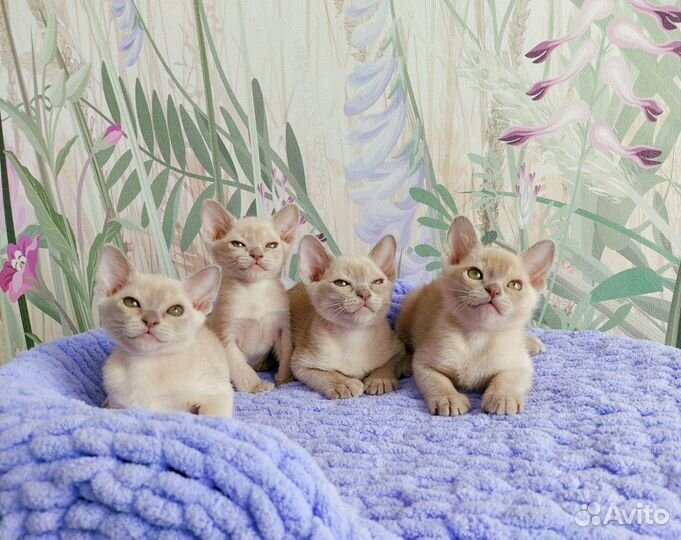 Кошки бурманские