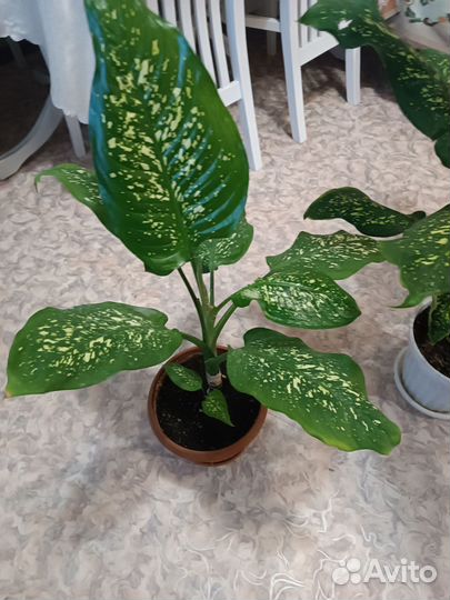 Диффенбахия, алоэ вера