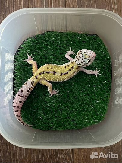 Геккон эублефар малыши 2023