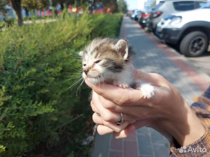 Котята с ладошку