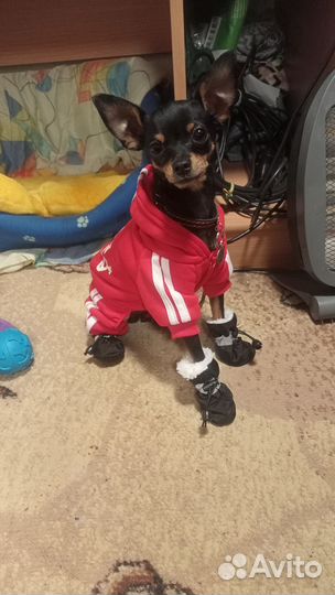 Вязка той-терьер мини