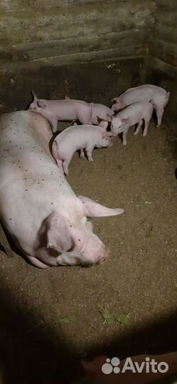 Поросята