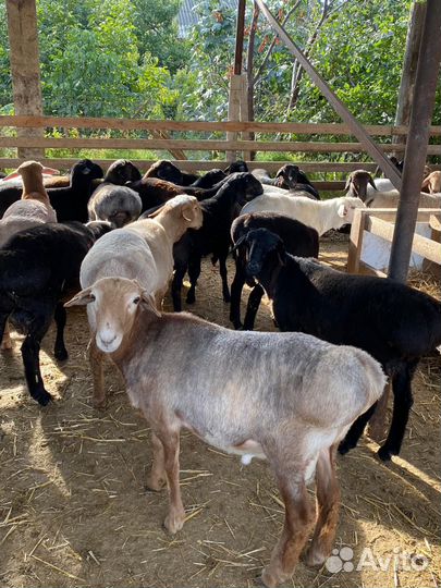 Баранчики ягняты