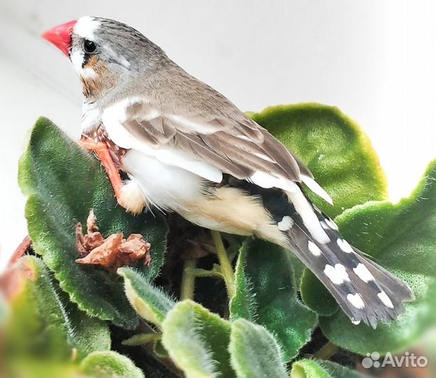 Амадины с клеткой