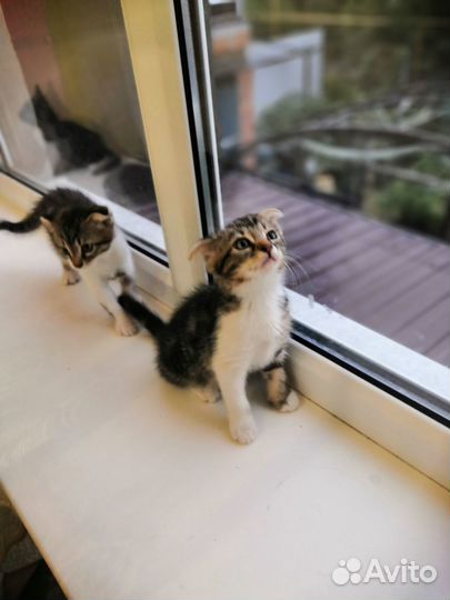 Котята в добрые руки бесплатно