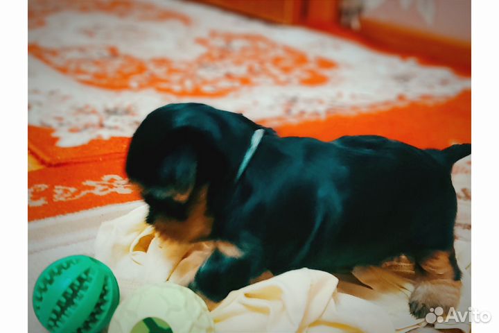 Йоркширский терьер щенки девочки стандарт