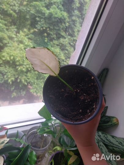 Растения на обмен