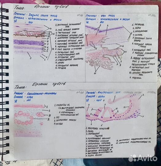 Рисунки по гистологии