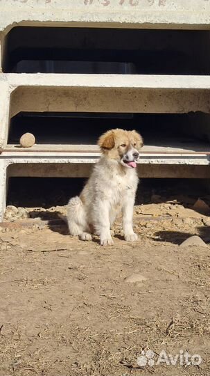 Три щеночка