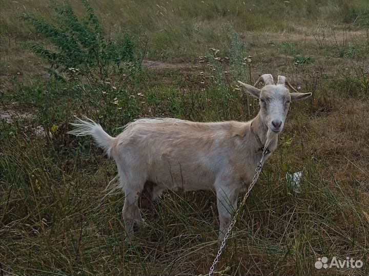 Коза дойная молочная