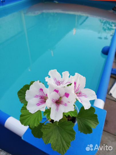 Пеларгония герань